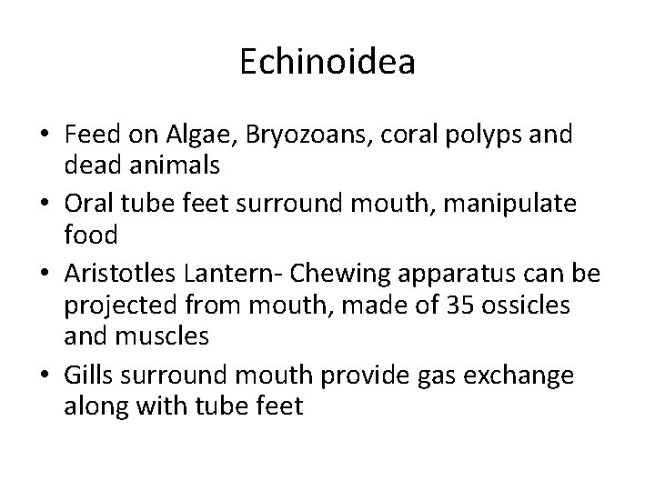 Echinoidea • Feed on Algae, Bryozoans, coral polyps and dead animals • Oral tube