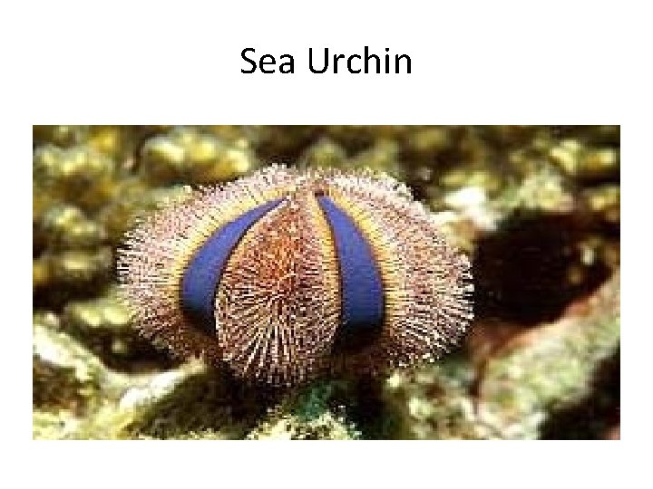 Sea Urchin 