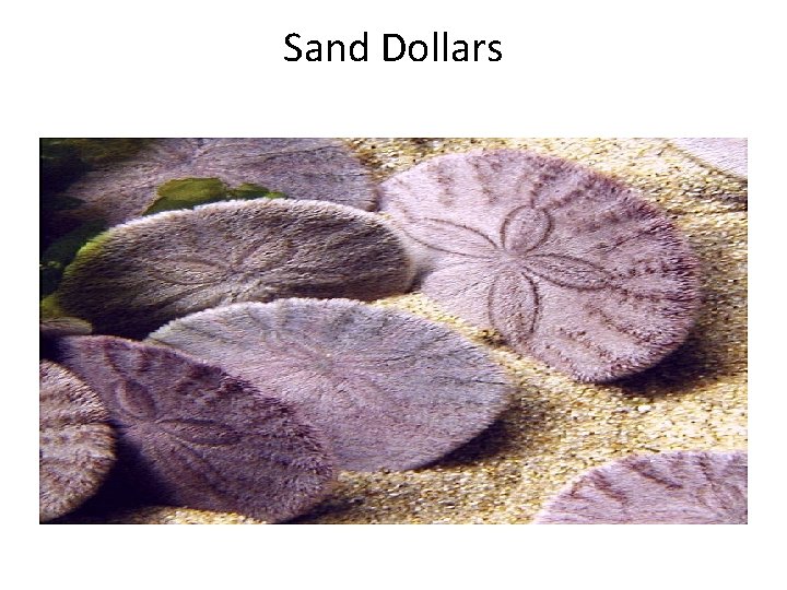 Sand Dollars 