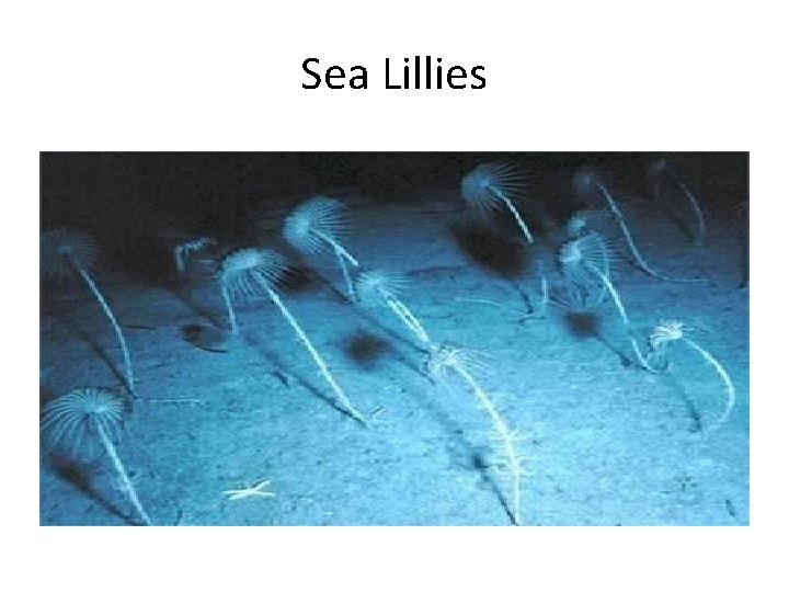Sea Lillies 