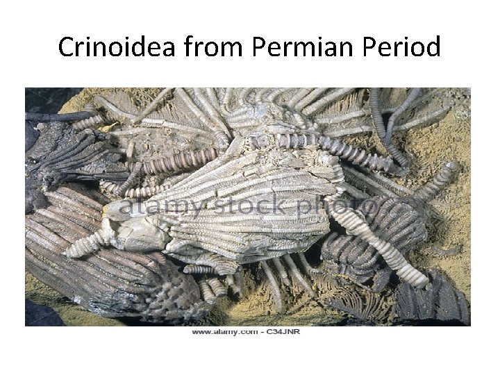 Crinoidea from Permian Period 
