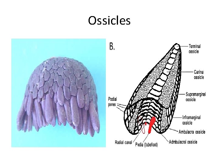 Ossicles 