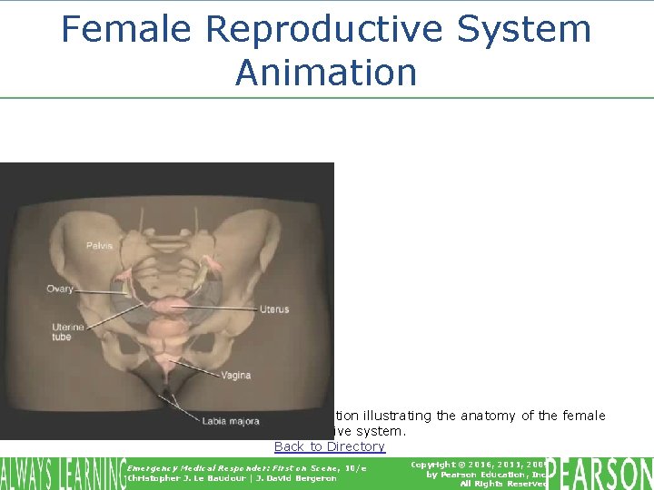 Female Reproductive System Animation Click on the screenshot to view an animation illustrating the