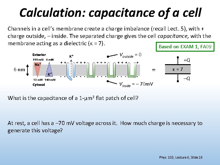 Calculation: capacitance of a cell Channels in a cell’s membrane create a charge imbalance