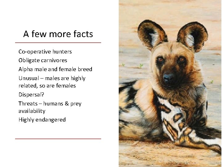 A few more facts Co-operative hunters Obligate carnivores Alpha male and female breed Unusual