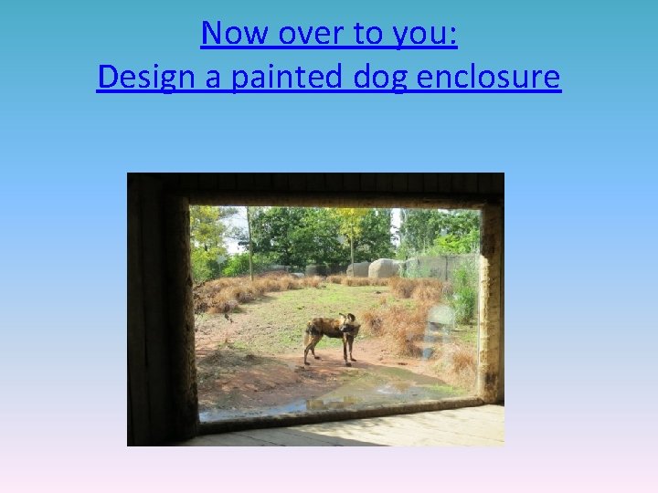Now over to you: Design a painted dog enclosure 