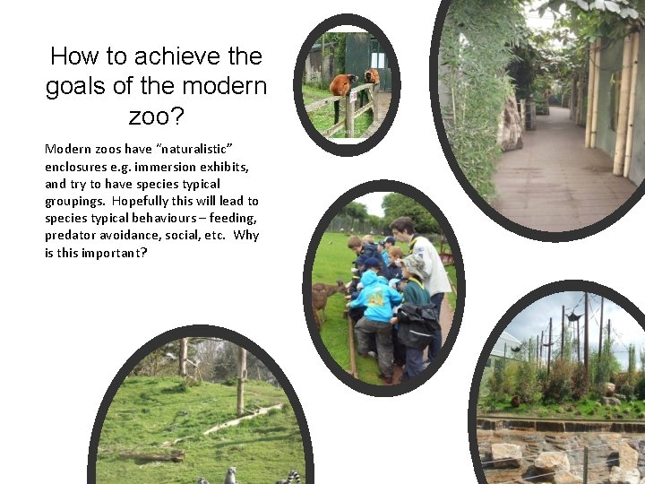 How to achieve the goals of the modern zoo? Modern zoos have “naturalistic” enclosures