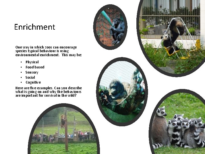 Enrichment One way in which zoos can encourage species typical behaviour is using environmental
