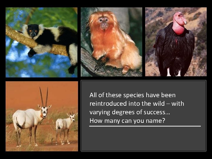 All of these species have been reintroduced into the wild – with varying degrees