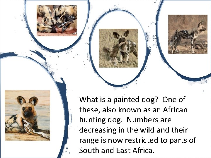 What is a painted dog? One of these, also known as an African hunting