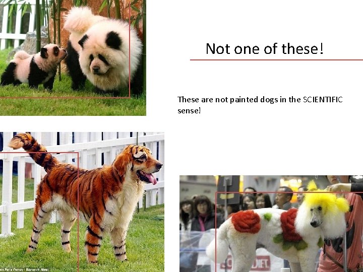 Not one of these! These are not painted dogs in the SCIENTIFIC sense! 