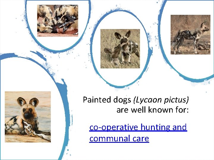 Painted dogs (Lycaon pictus) are well known for: • co-operative hunting and communal care
