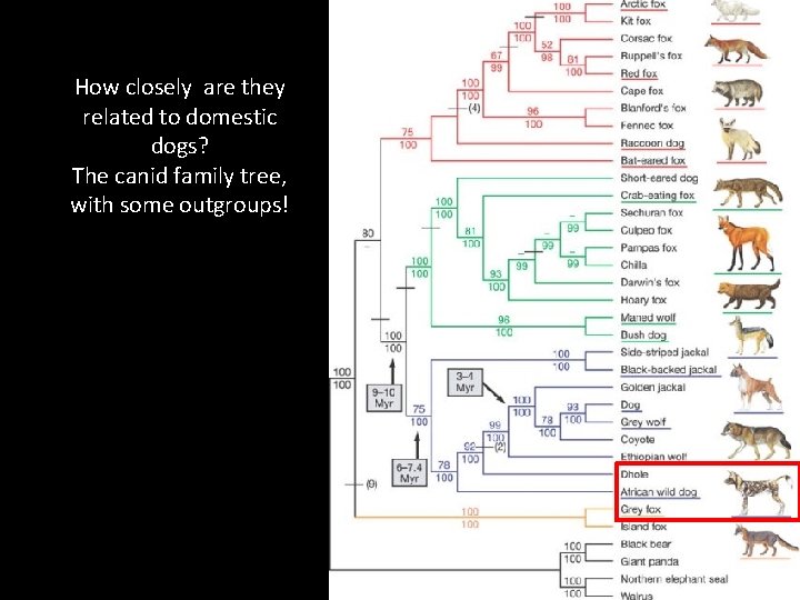 How closely are they related to domestic dogs? The canid family tree, with some