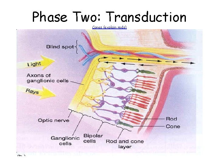 Phase Two: Transduction Cones (explain rods) 