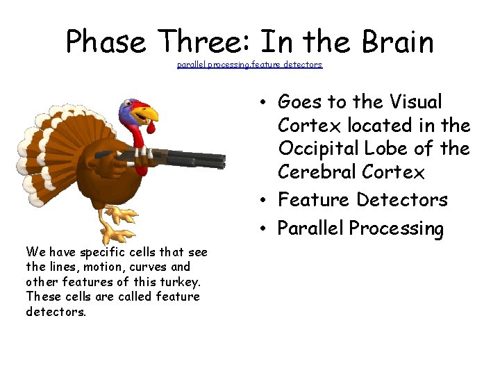 Phase Three: In the Brain parallel processing. feature detectors • Goes to the Visual
