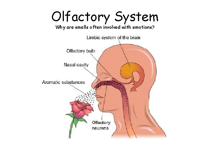 Olfactory System Why are smells often involved with emotions? 