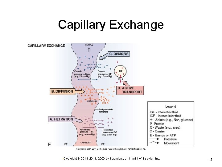 what does capillary exchange involve at isla leahy... Chapter 2 Fluid Electrolyte and AcidBase Imbalances Review