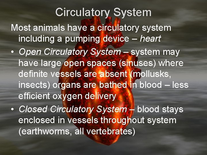 Circulatory System Most animals have a circulatory system including a pumping device – heart