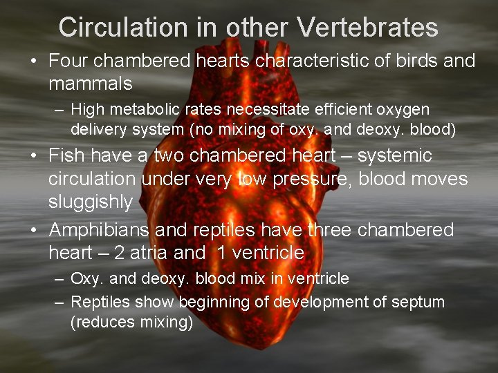 Circulation in other Vertebrates • Four chambered hearts characteristic of birds and mammals –