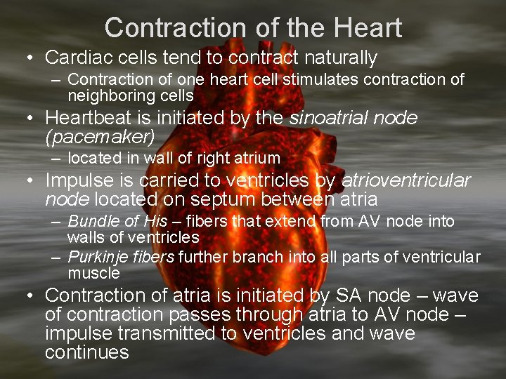 Contraction of the Heart • Cardiac cells tend to contract naturally – Contraction of