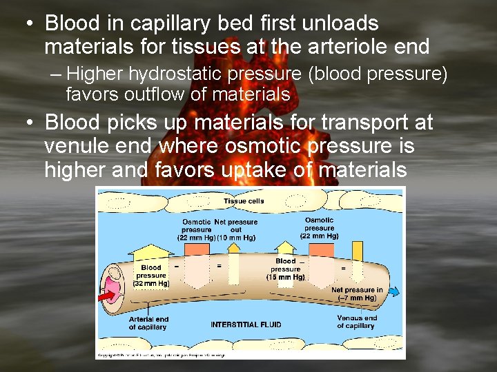  • Blood in capillary bed first unloads materials for tissues at the arteriole