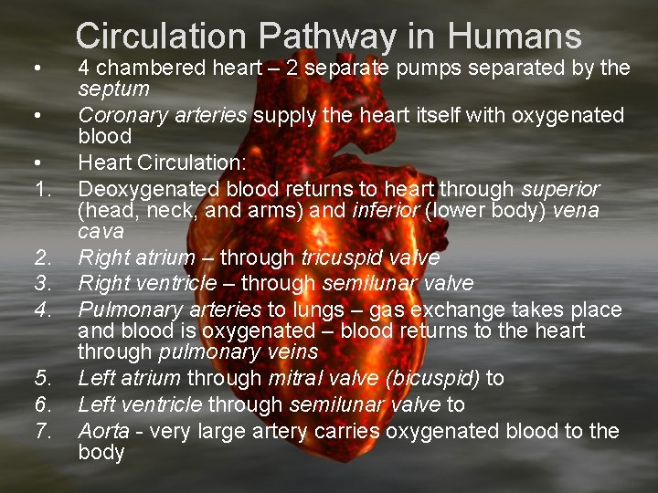  • • • 1. 2. 3. 4. 5. 6. 7. Circulation Pathway in