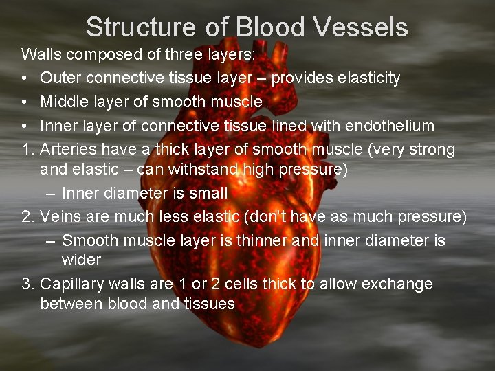 Structure of Blood Vessels Walls composed of three layers: • Outer connective tissue layer