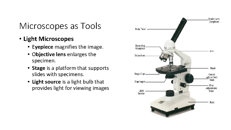 Microscopes as Tools • Light Microscopes • Eyepiece magnifies the image. • Objective lens