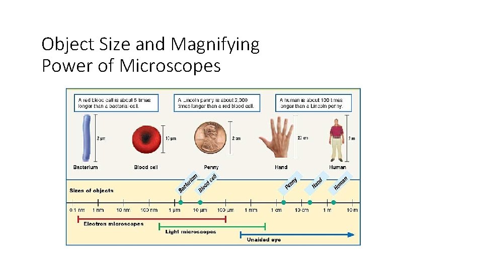 Object Size and Magnifying Power of Microscopes 