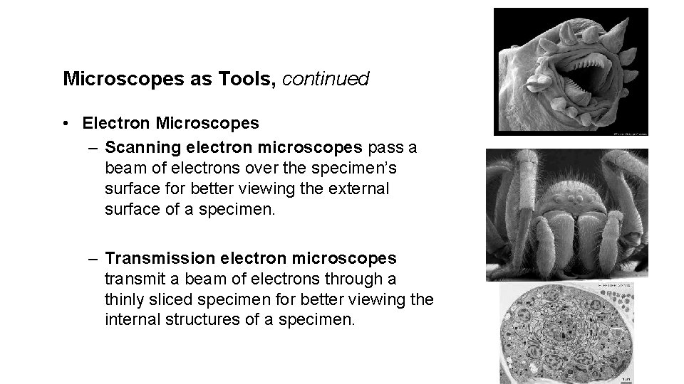 Microscopes as Tools, continued • Electron Microscopes – Scanning electron microscopes pass a beam