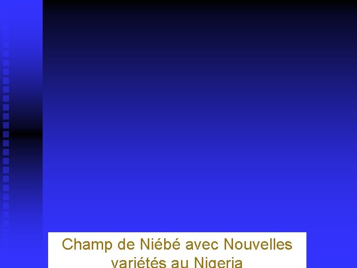 Champ de Niébé avec Nouvelles 