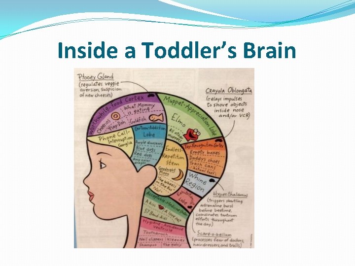 Inside a Toddler’s Brain 