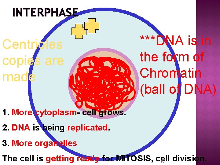 INTERPHASE Centrioles copies are made ***DNA is in the form of Chromatin (ball of