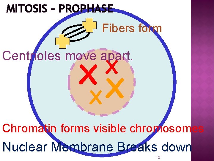 MITOSIS – PROPHASE Fibers form Centrioles move apart. X X Chromatin forms visible chromosomes