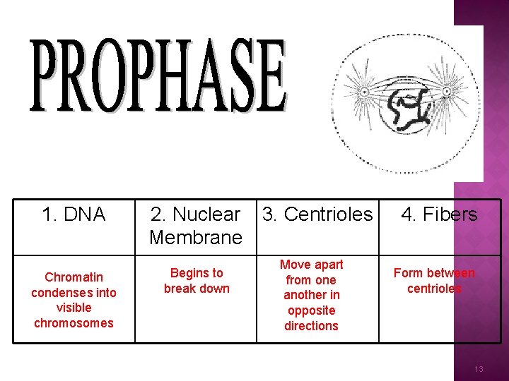 1. DNA Chromatin condenses into visible chromosomes 2. Nuclear 3. Centrioles Membrane Begins to