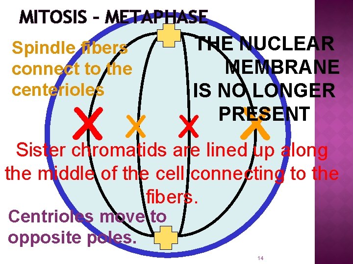 MITOSIS – METAPHASE Spindle fibers connect to the centerioles THE NUCLEAR MEMBRANE IS NO