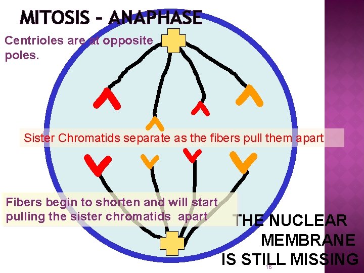 MITOSIS – ANAPHASE > > Centrioles are at opposite poles. > > Sister Chromatids