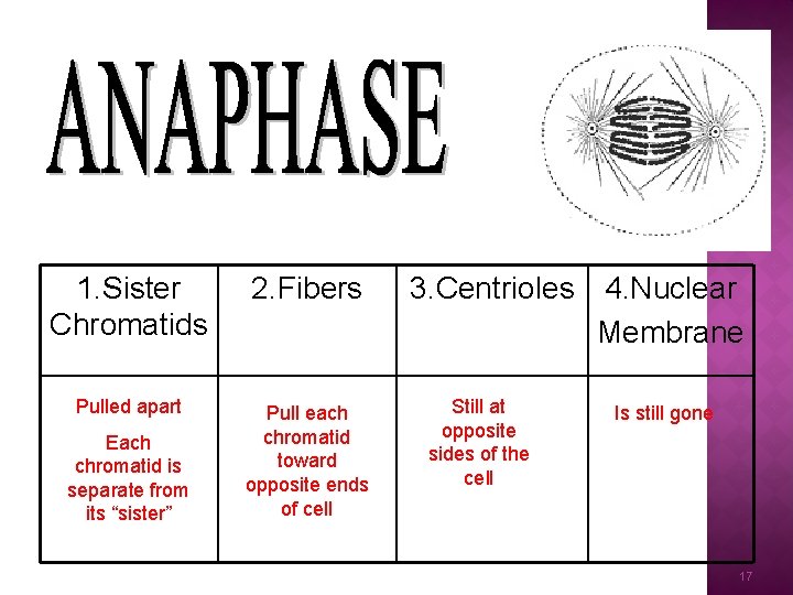 1. Sister Chromatids 2. Fibers Pulled apart Pull each chromatid toward opposite ends of