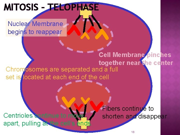 MITOSIS – TELOPHASE > >> > Nuclear Membrane begins to reappear Cell Membrane pinches