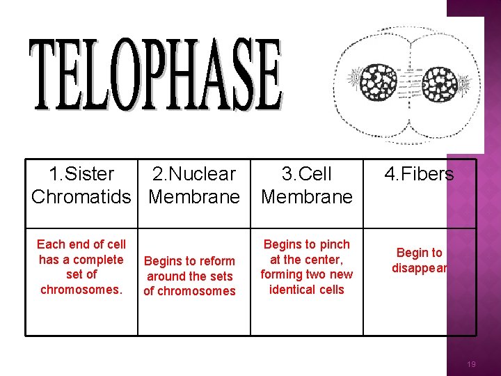 1. Sister 2. Nuclear Chromatids Membrane Each end of cell has a complete set