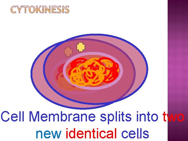 Cell Membrane splits into two new identical cells 20 