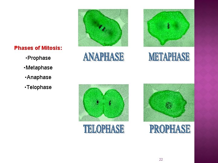 Phases of Mitosis: • Prophase • Metaphase • Anaphase • Telophase 22 