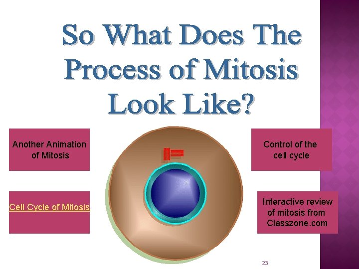 Another Animation of Mitosis Cell Cycle of Mitosis Control of the cell cycle Interactive