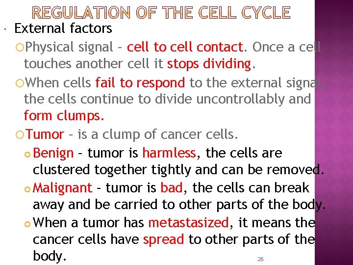  External factors Physical signal – cell to cell contact. Once a cell touches