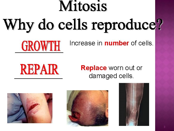 Increase in number of cells. ____________________ Replace worn out or damaged cells. 3 