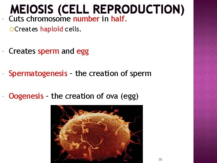  MEIOSIS (CELL REPRODUCTION) Cuts chromosome number in half. Creates haploid cells. Creates sperm