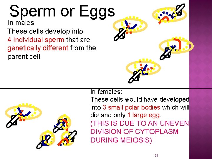 Sperm or Eggs In males: These cells develop into 4 individual sperm that are