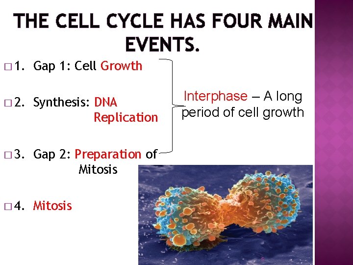 THE CELL CYCLE HAS FOUR MAIN EVENTS. � 1. Gap 1: Cell Growth �