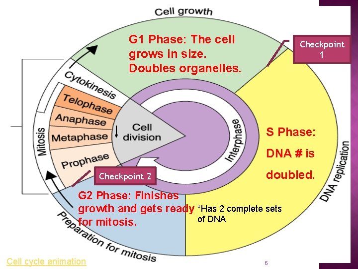 G 1 Phase: The cell grows in size. Doubles organelles. Checkpoint 1 S Phase: