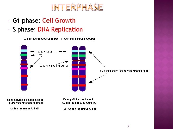  G 1 phase: Cell Growth S phase: DNA Replication 7 